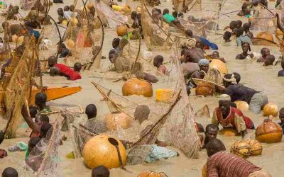 What You Need to Know About Argungu Fishing Festival
