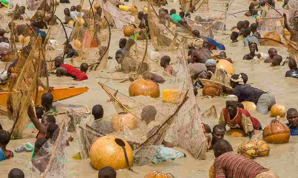 What You Need to Know About Argungu Fishing Festival