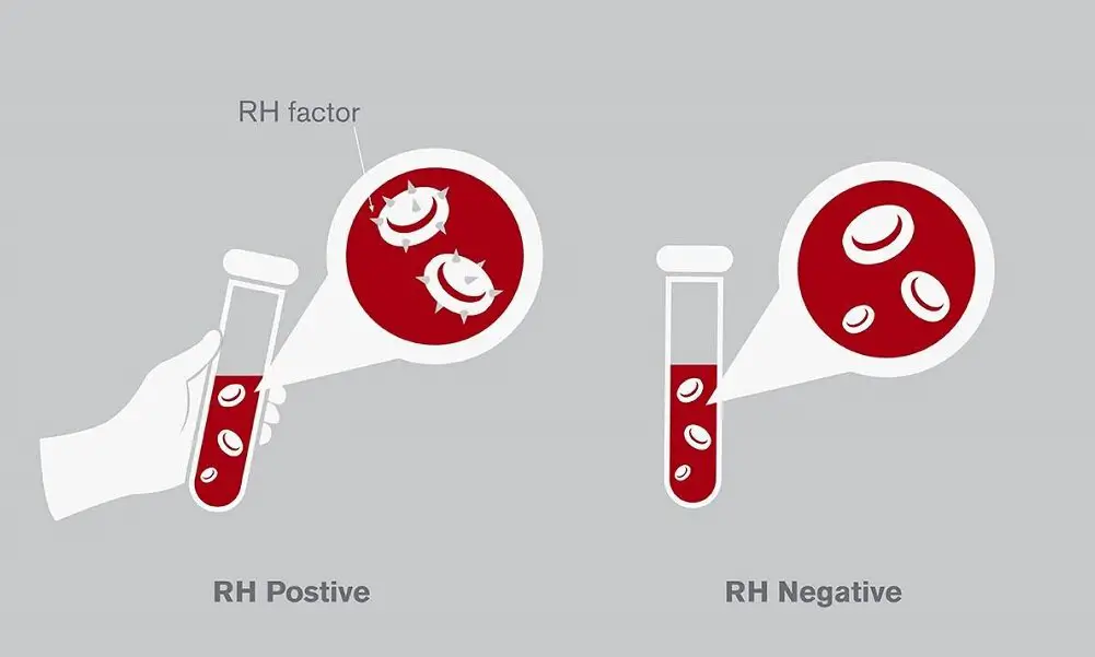 This Is What You Need to Know About Rh Factor