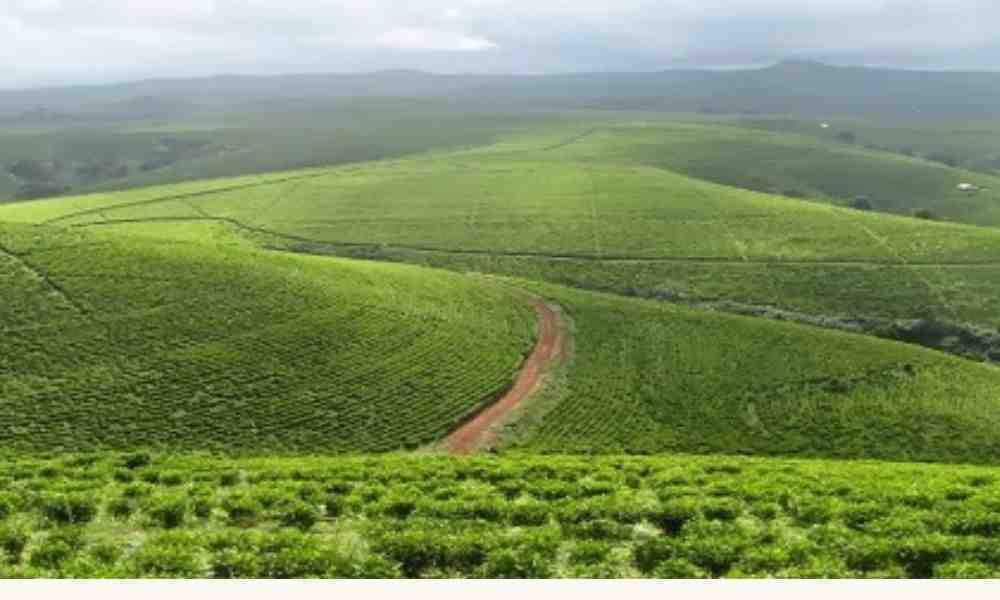 Mambilla Plateau is one of the Honeymoon destinations in northern Nigeria