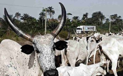 Top 10 Cattle Markets in Northern Nigeria