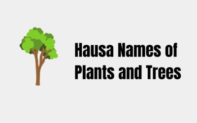 50 Common Hausa Names for Plants and Trees