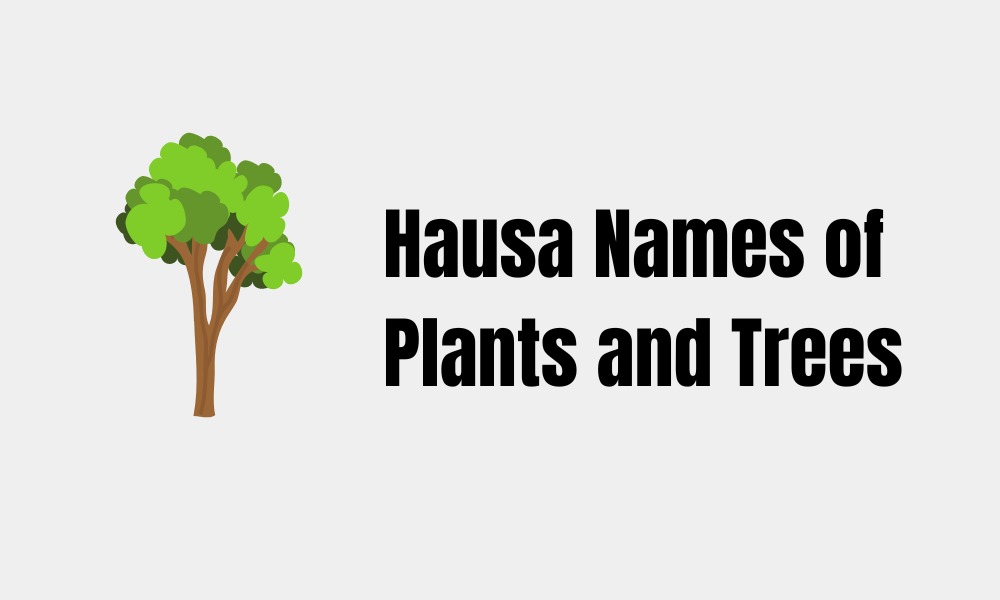 50 Common Hausa Names for Plants and Trees