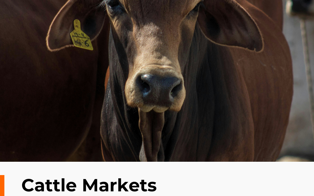 Cattle Markets in Northern Nigeria